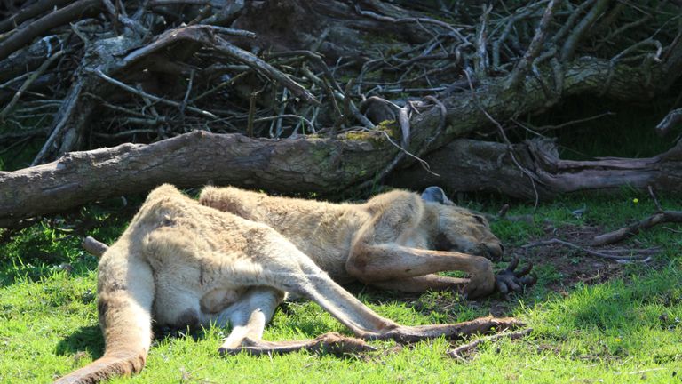 An emaciated kangaroo at South Lakes Safari Zoo. Pic: Captive Animals