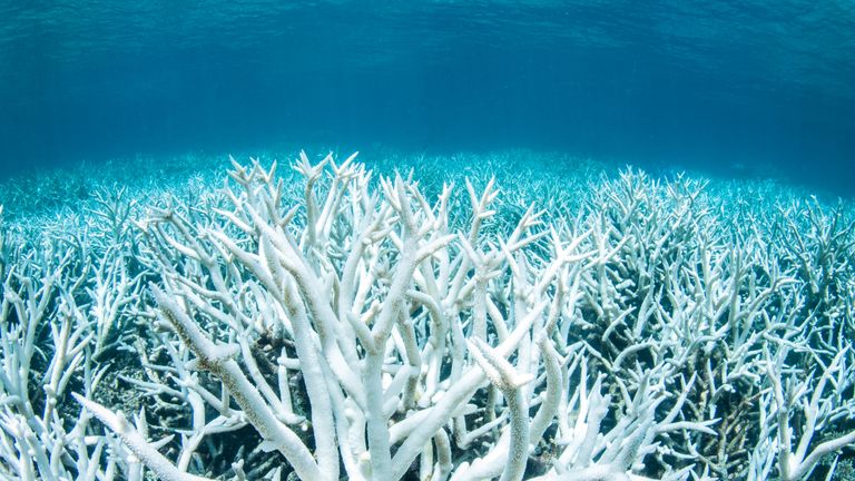 Bleached coral on Australia&#39;s Great Barrier Reef near Port Douglas in this handout image from Greenpeace