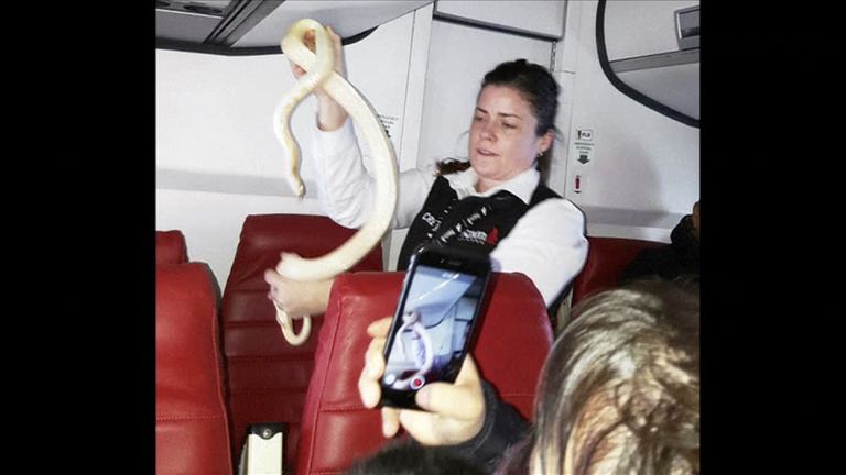 The flight attendant holds the snake. Pic: Anna McConnaughy