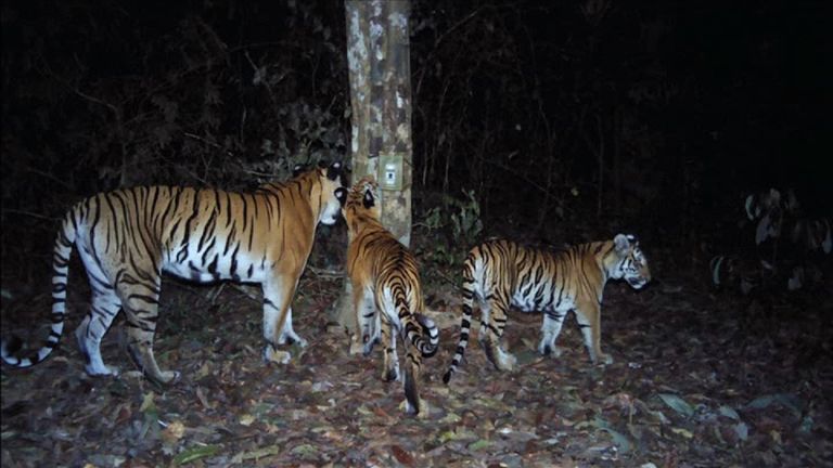 Six cubs were spotted among the group