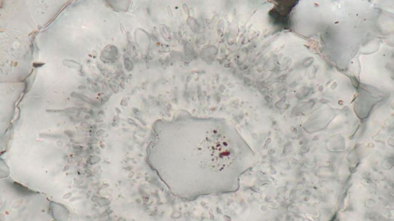 Microscopic iron-carbonate rosette with layers of quartz and a core of a single quartz crystal. Pic: Matthew Dodd