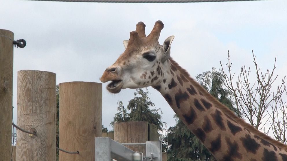 Twycross Zoo CEO reflects on 'a difficult few weeks' for zoos