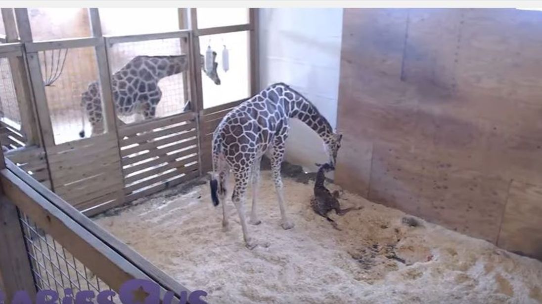 April the giraffe has given birth at a New York zoo with more than a million people around the world watching live. Dad Oliver looks on. Pic Animal Adventure Park Giraffe Cam