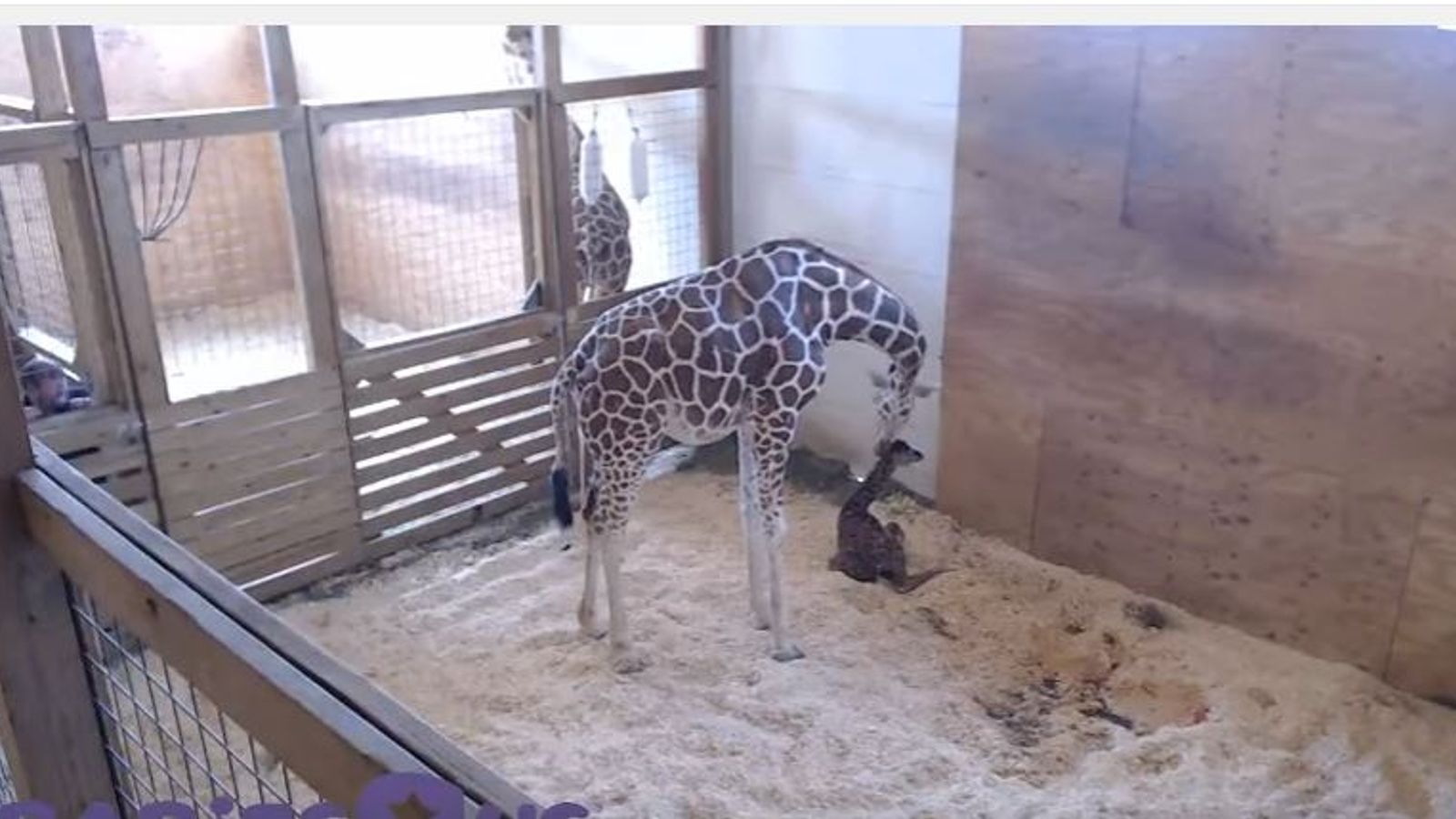 Millions watch as April the giraffe gives birth at New York zoo | World ...