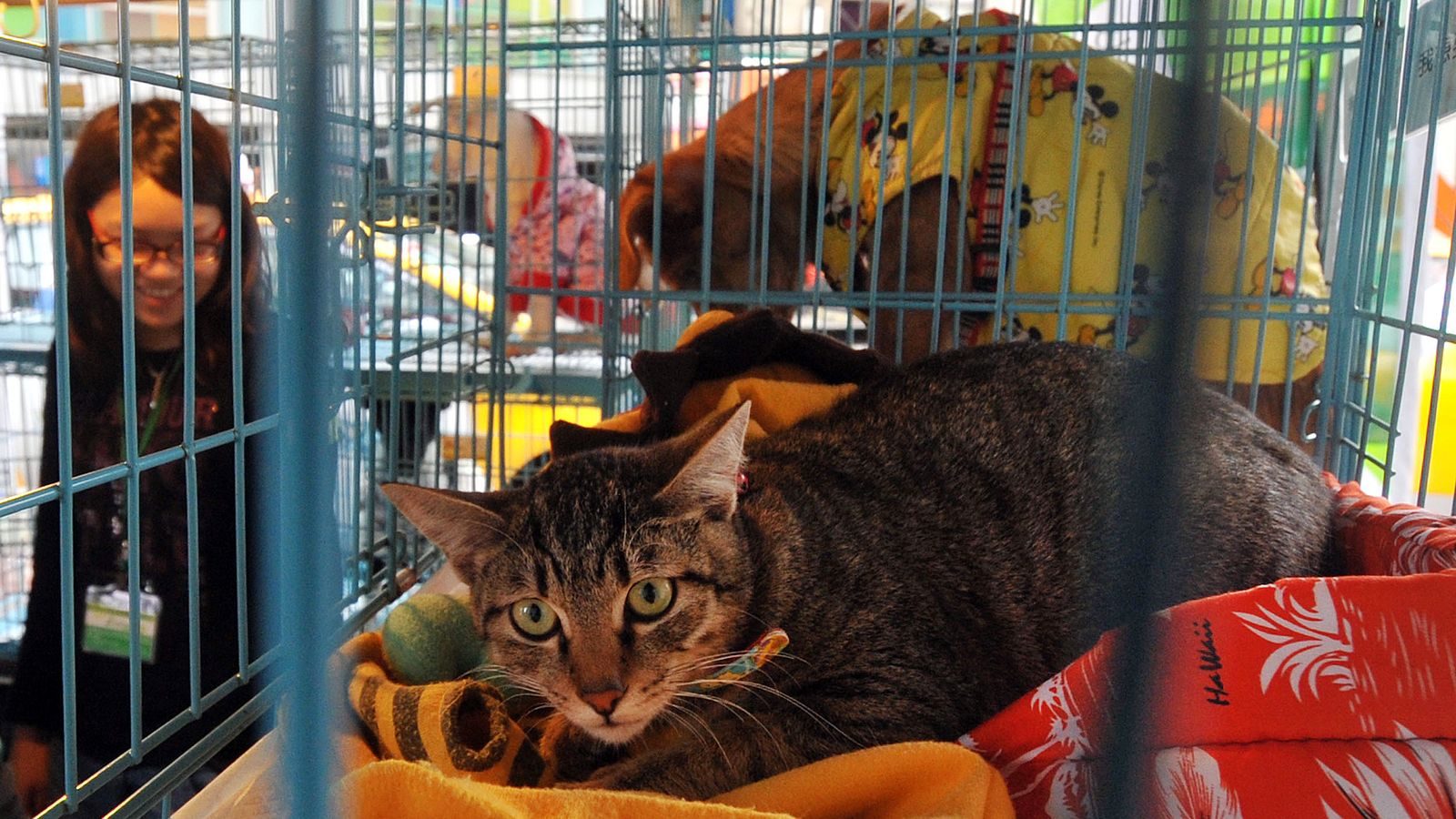 Taiwan passes first law in Asia to ban the eating of cats and dogs