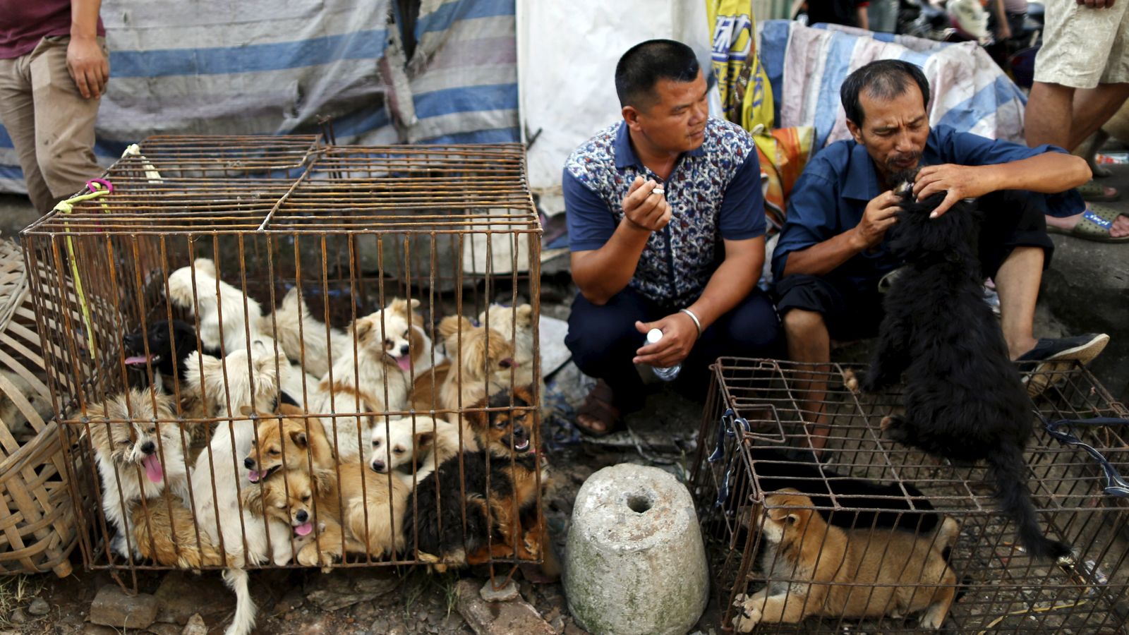 Taiwan passes first law in Asia to ban the eating of cats and dogs