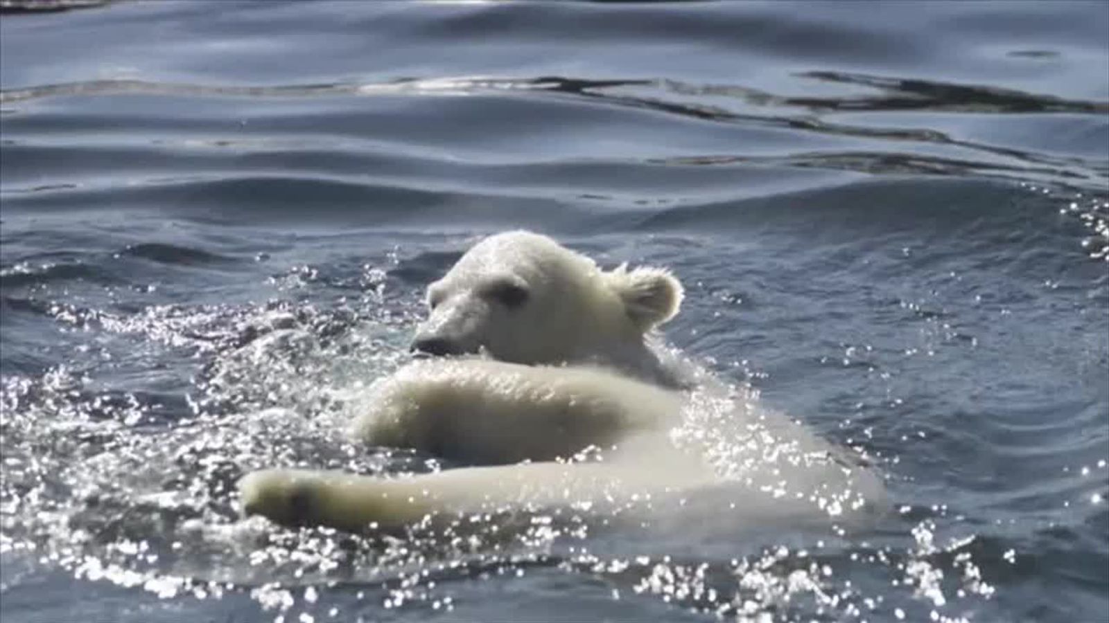 Polar bear cub shows off swimming skills | News UK Video News | Sky News