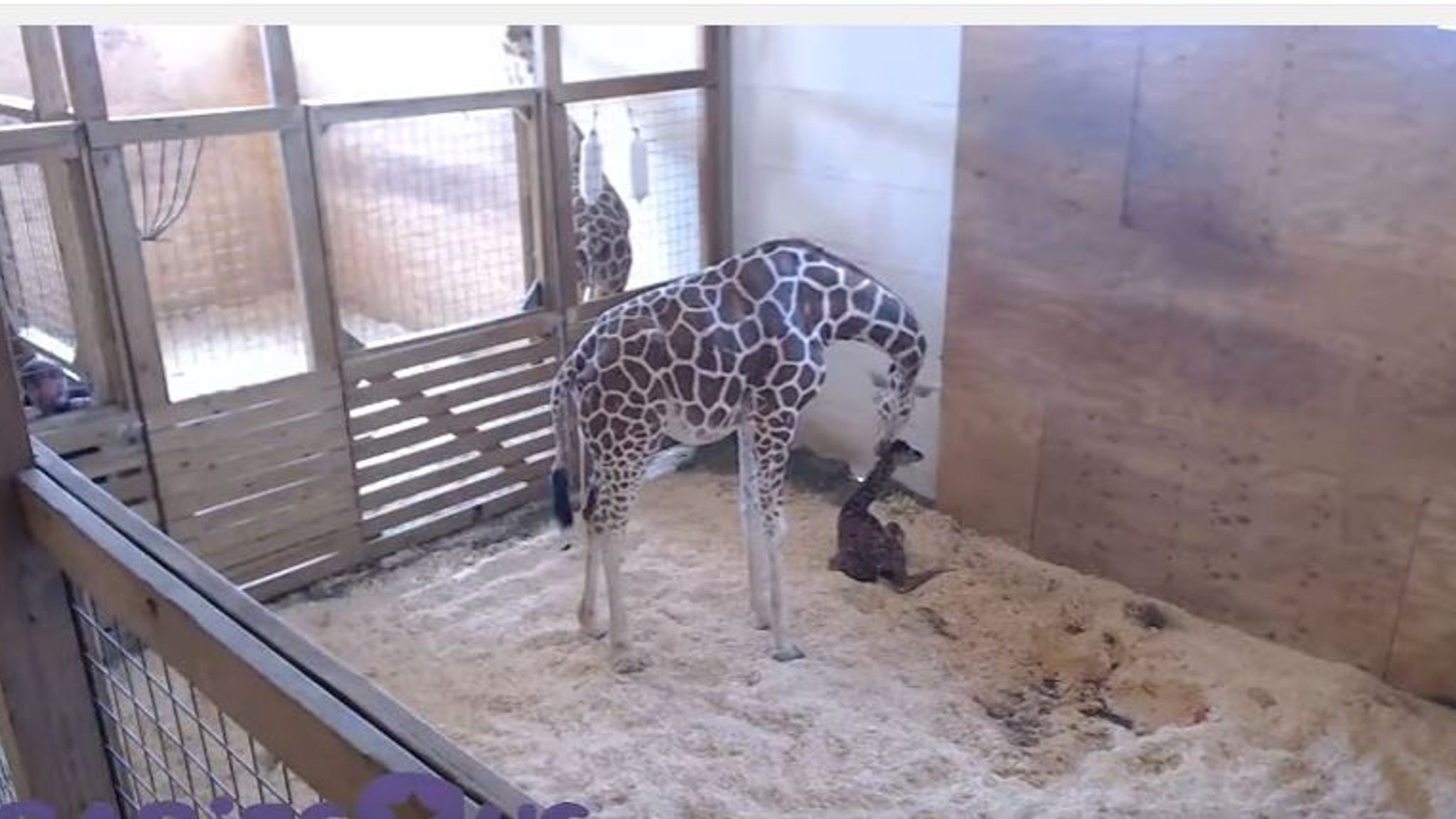 Millions Watch As April The Giraffe Gives Birth At New York Zoo | World ...