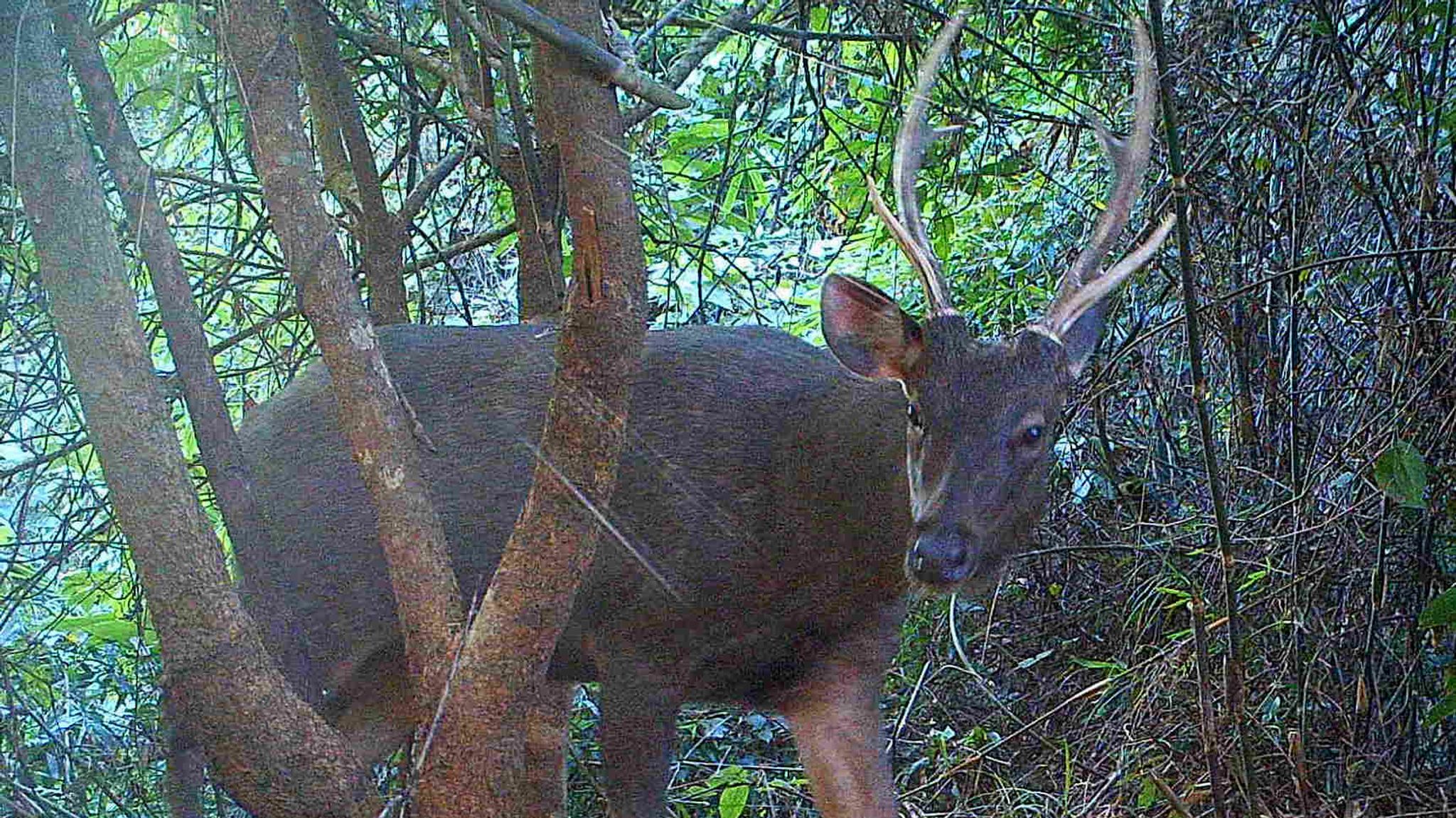 Camera traps reveal diverse wildlife of Myanmar 'wilderness' | World ...