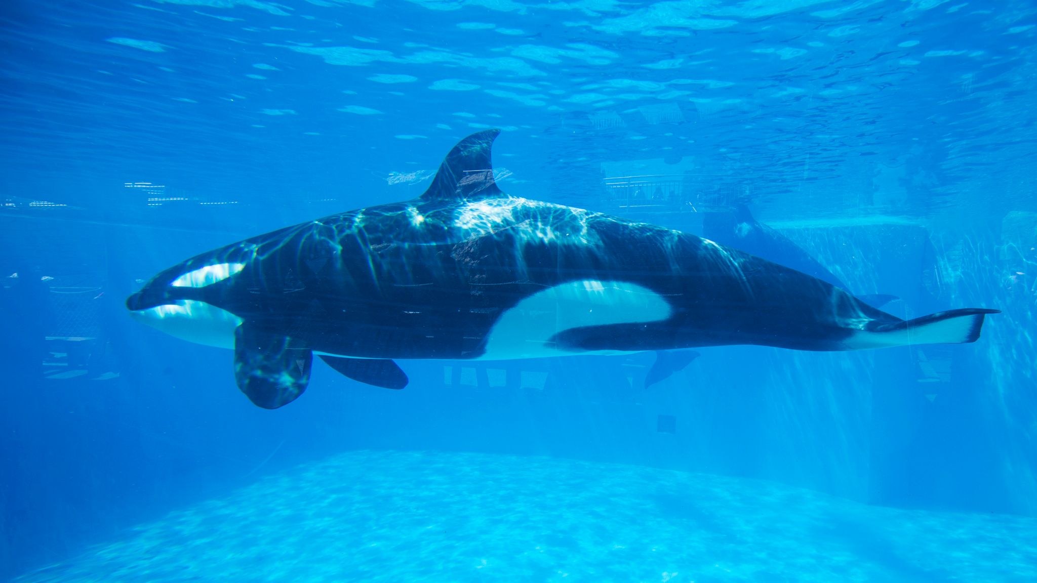 killer whale aquarium