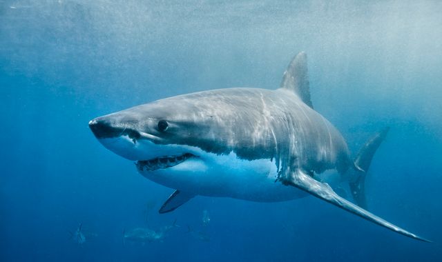 Australia: Teenage surfer dies in shark attack in New South Wales