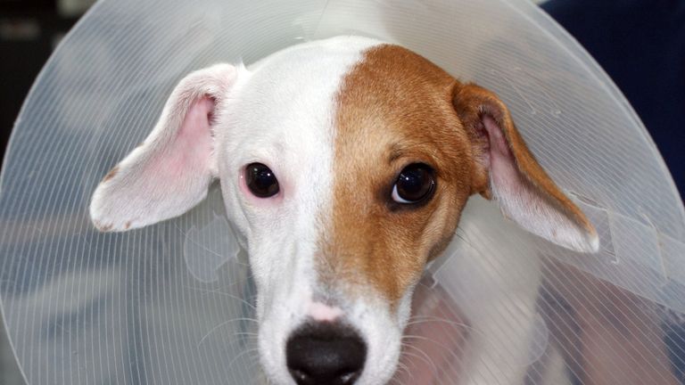 Molly the Jack Russell, after her operation