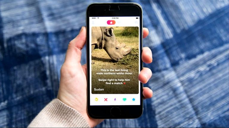 Sudan the rhino on his Tinder page which conservationists hope will raise funds to help him mate