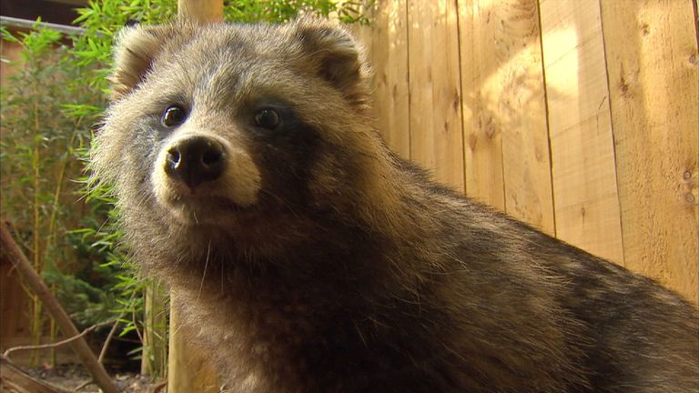 Raccoon dogs were introduced from Asia to the western Soviet Union and are now culled to control their numbers