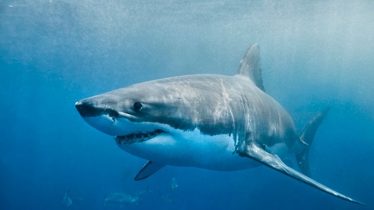 A medium-sized great white has been spotted in the area twice over the past week (file image)