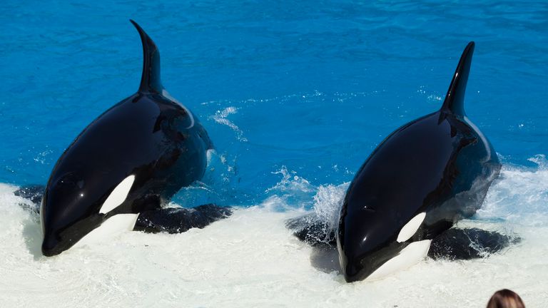 Trainers have Orca killer whales perform for the crowd during a show at the animal theme park SeaWorld in San Diego, California March 19, 2014. A California lawmaker introduced a bill to ban live performances and captive breeding of killer whales in the state, a measure that would force the SeaWorld San Diego marine theme park to end is popular "Shamu" shows.