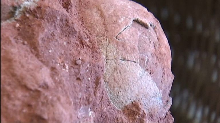 Five dinosaur eggs from the late Cretaceous Period are discovered in China