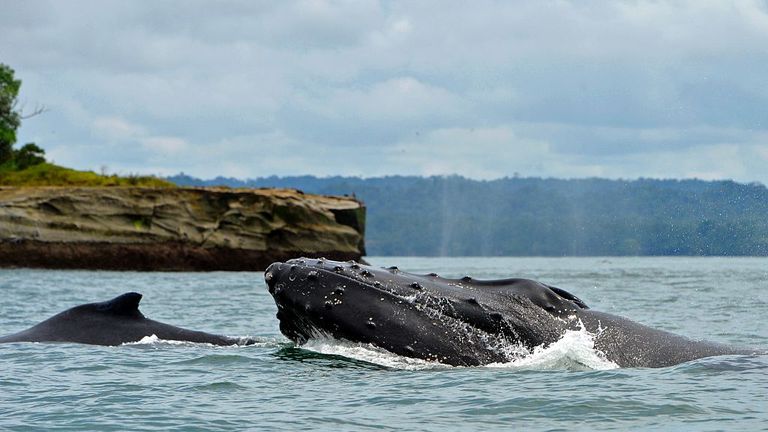 A Humpback whale (R) and her baby (L) off the coast of Colombia