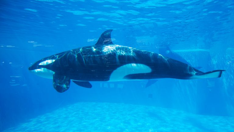 An Orca killer whale is seen underwater at the animal theme park SeaWorld in San Diego, California