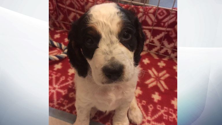 Police are appealing for help to find the 'cruel' intruder who drowned Benji