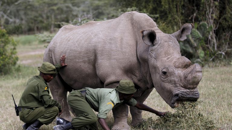 Wardens assist the last surviving male northern white rhino named &#39;Sudan&#39; as it grazes at the Ol Pejeta Conservancy in Laikipia national park, Kenya June 14, 2015