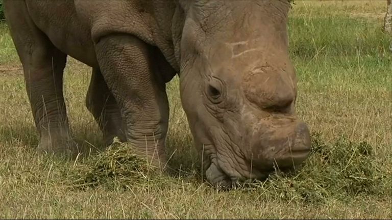 The last surviving northern white rhino, called Sudan