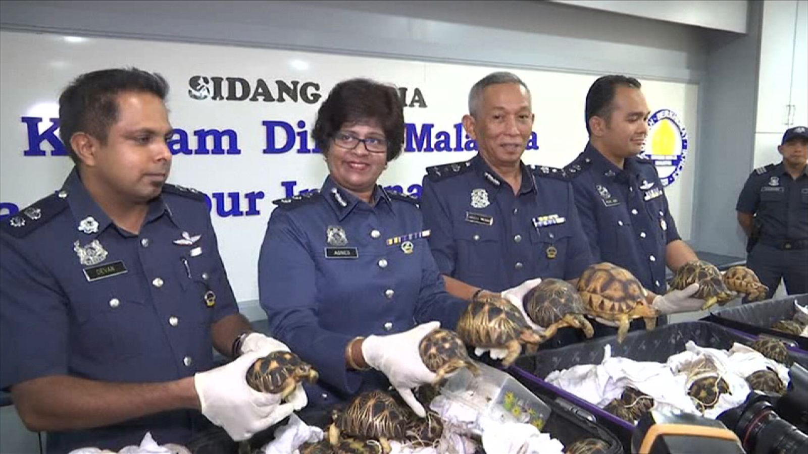 Critically Endangered Tortoises Worth £200k Seized At Malaysia Airport ...