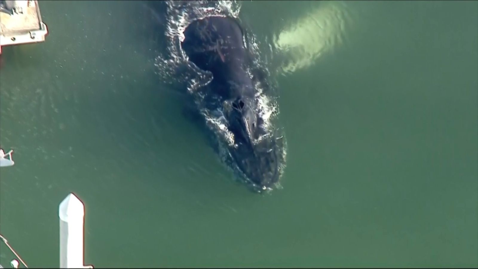 Whale