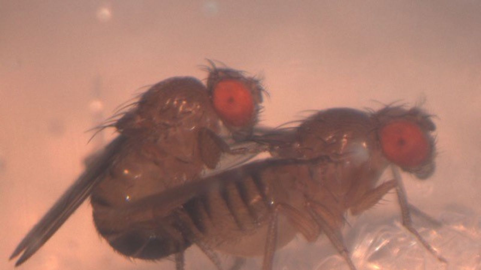 Fruit Flies and Their Importance in Genetics Research - The Atlantic