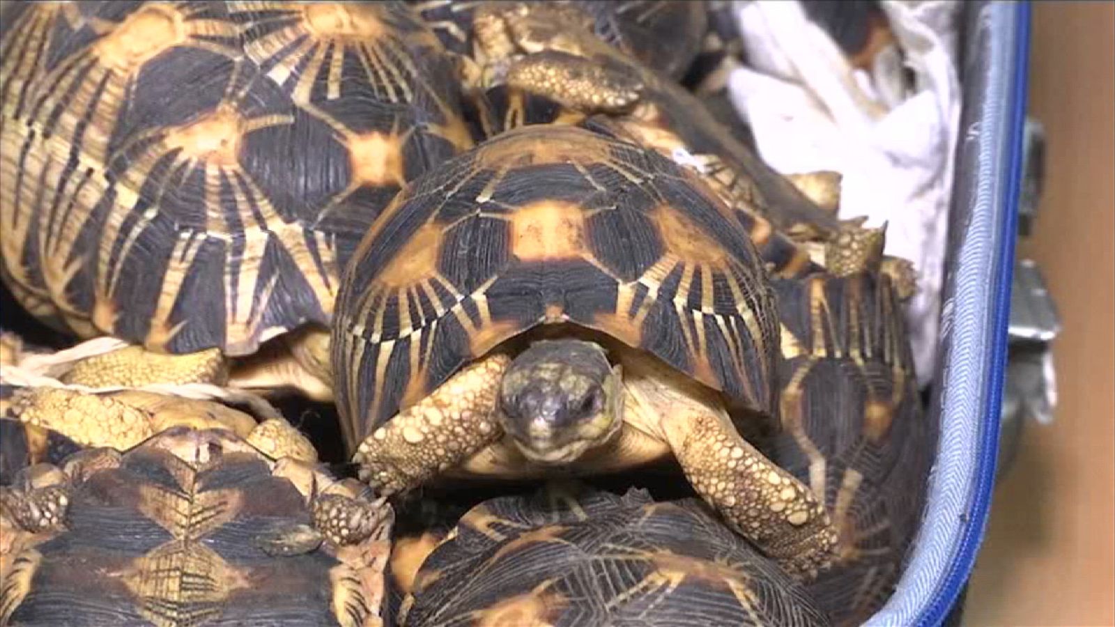 Critically Endangered Tortoises Worth £200k Seized At Malaysia Airport ...