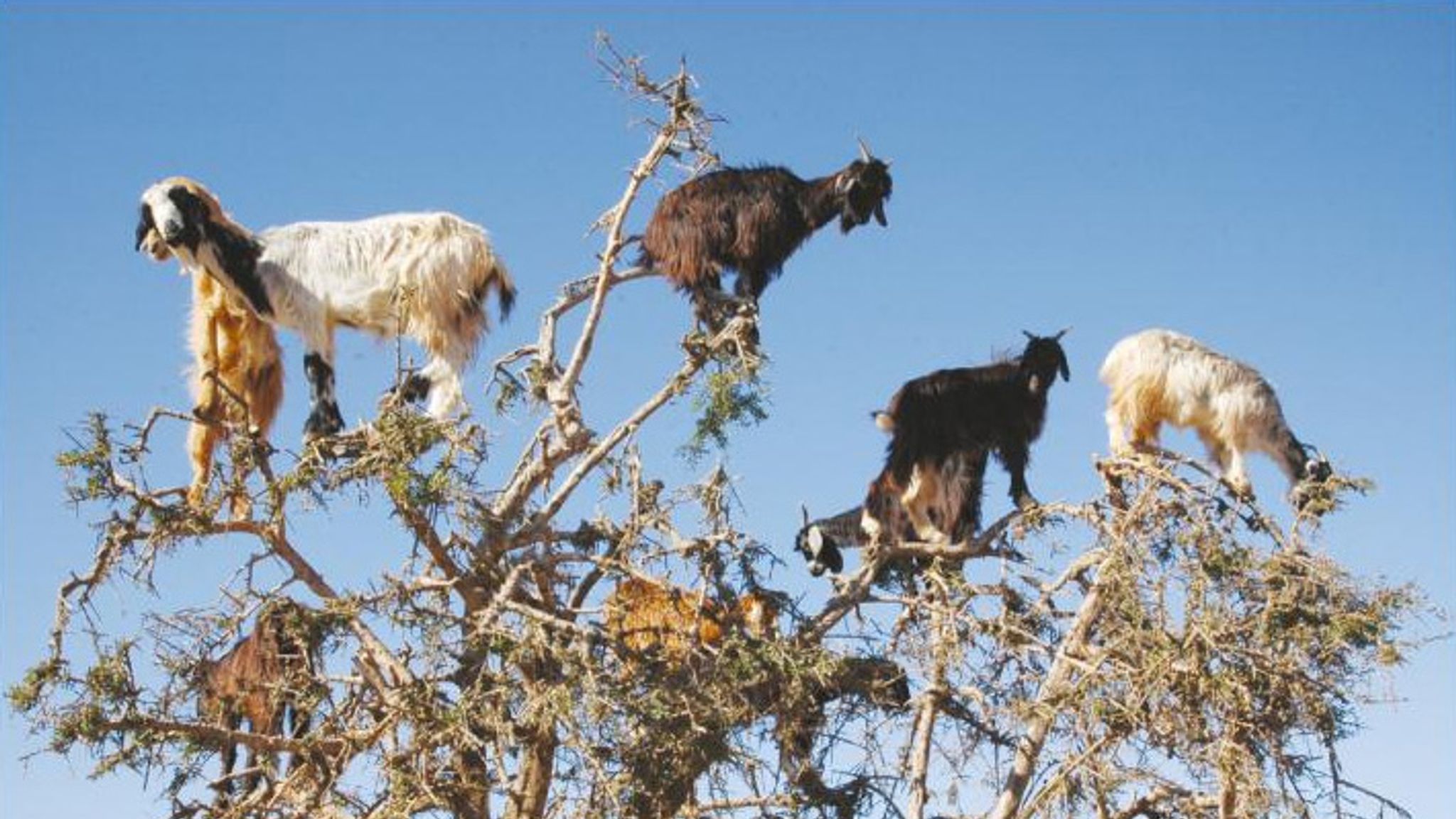 Дикие козы рассыпавшись по откосу. Древолазные козы. Козлы на деревьях. Горные козы на деревьях. Козы на деревьях в Марокко.