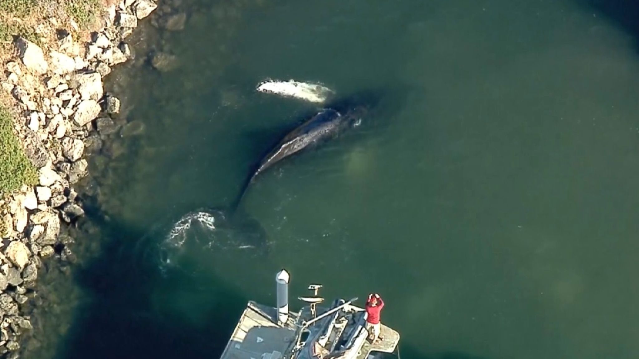 Rescuers try to save humpback whale stuck in California harbour World