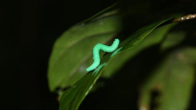 3,000 plastic caterpillars revealed a global pattern of higher predation at low elevations and low latitudes. Pic: Chung Yun Tak