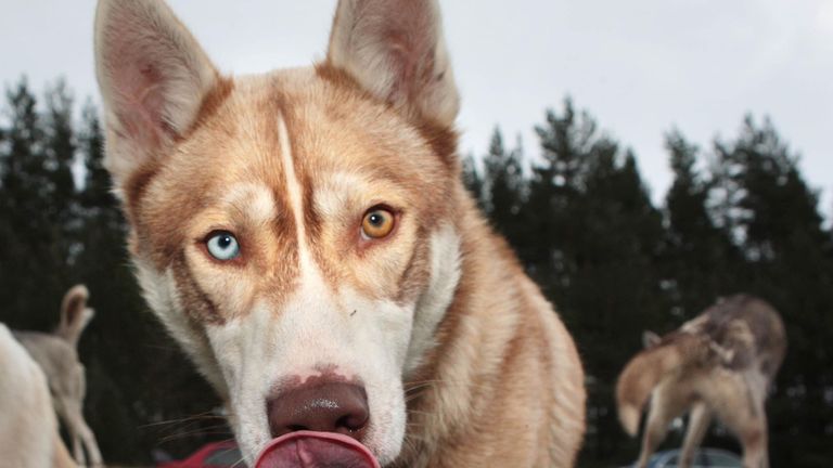 People are better at recognising playful growls than threatening growls, the study shows