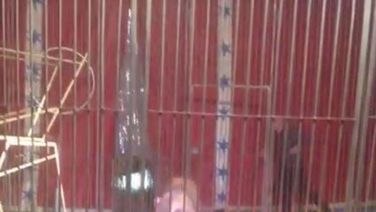 A video posted by Facebook user Sevda Binici shows the lion with the tamer pinned to the ground