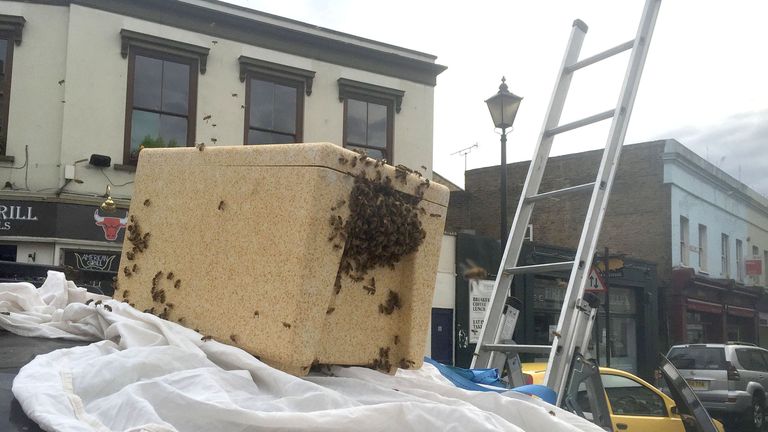 Beekeeper Phil Clarkson uses a portable hive to capture a swarm of bees at Greenwich Church Street