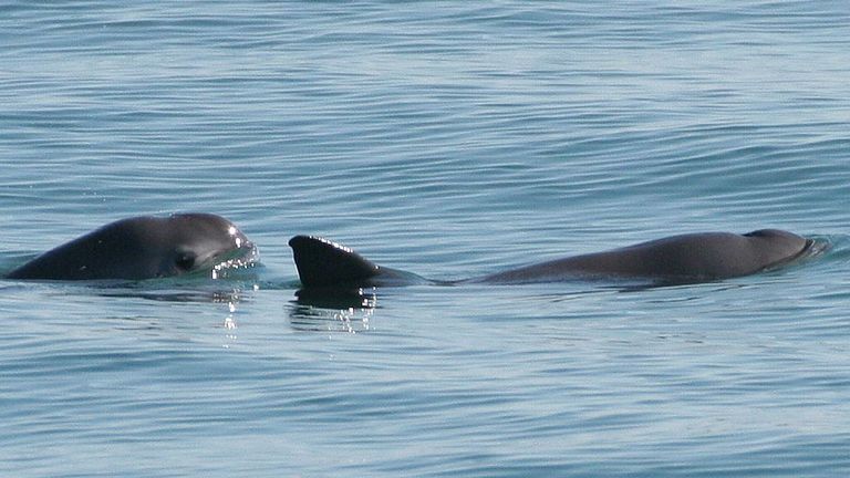 A pair of vaquitas