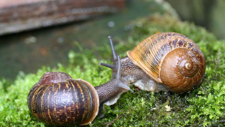 Lefty snails are extremely rare