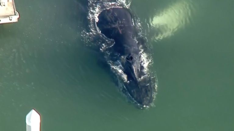 Humpback whales often move through the Santa Barbara Channel near Ventura