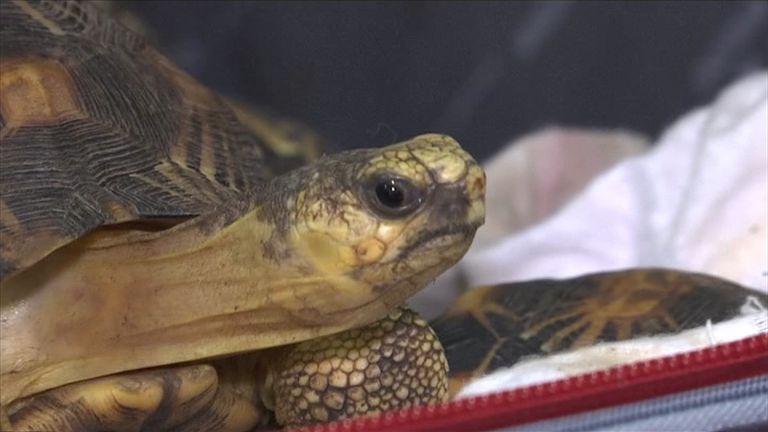 The haul included ploughshare and Indian Star tortoises