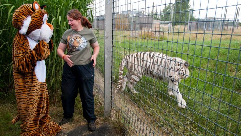 Rosa King with a colleague in costume and one of the zoo&#39;s tigers