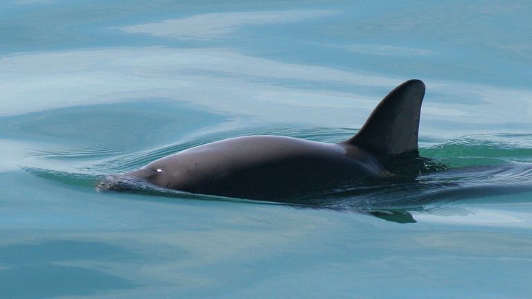 A vaquita