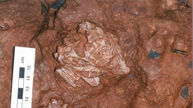 The fossil of a curled infant Beibelong