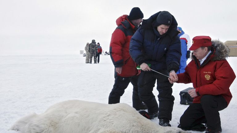 Vladimir Putin and scientists examining a polar bear on the island Alexandra Land in the Arctic Ocean, April 2010