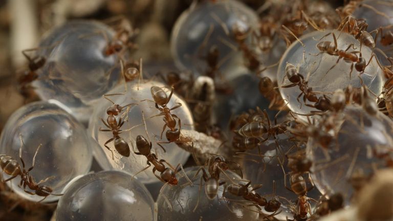 Seaweed-based ant bait helps manage invasive ants. Pic: Choe Laboratory, UC Riverside