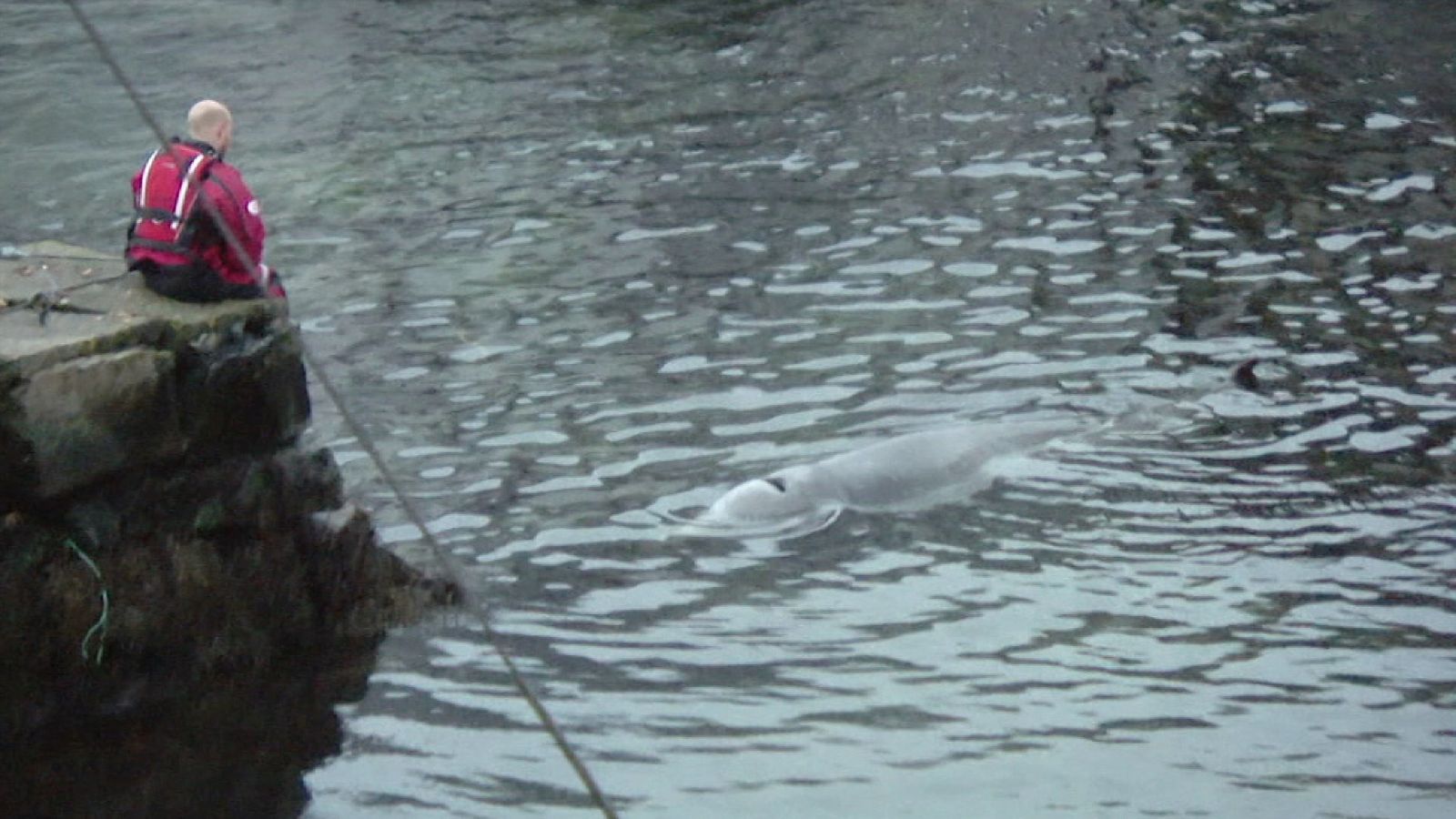 Sky Ocean Rescue A Plastic Whale World News Sky News Sky Ocean Rescue A Plastic Whale World News Sky News