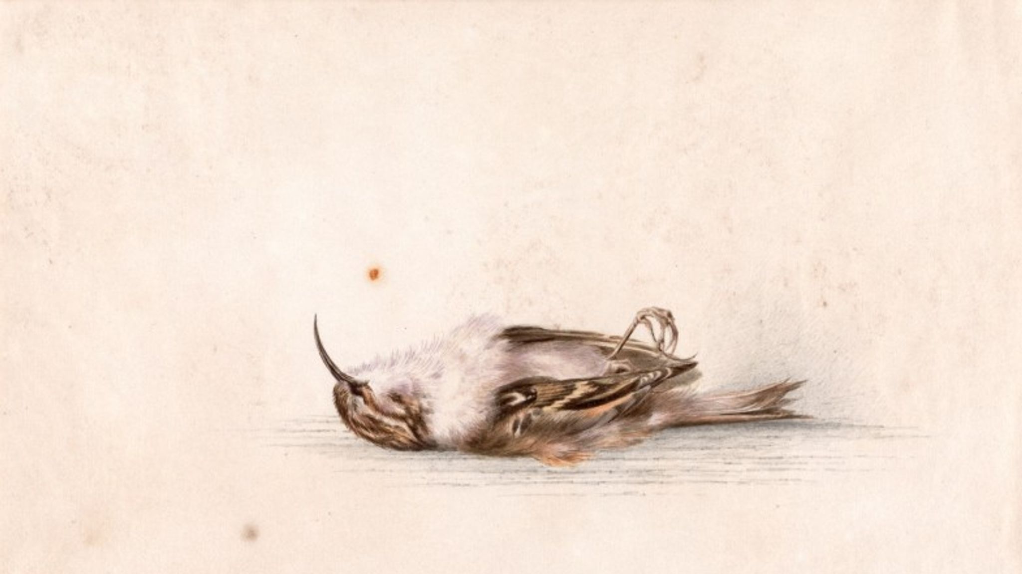 118yearold painting by Brit explorer Dr Edward Wilson discovered in