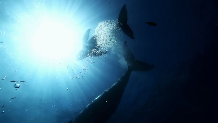 A dead whale has been found with its stomach full of plastic bags.