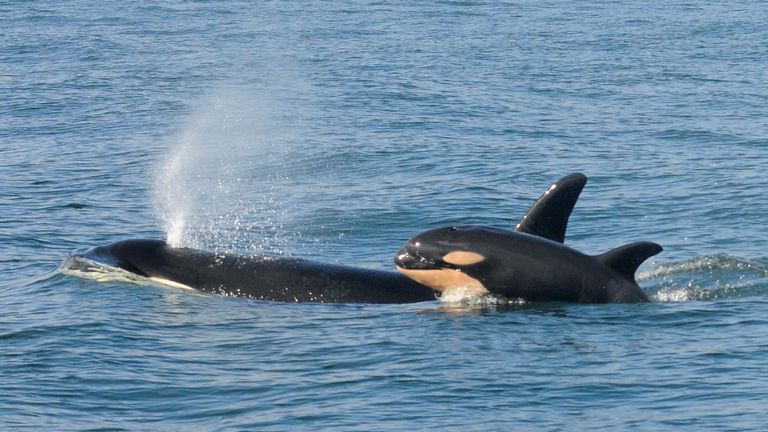 A female killer whale and her newborn calf are seen February 26, 2015 in this handout photo provided by NOAA