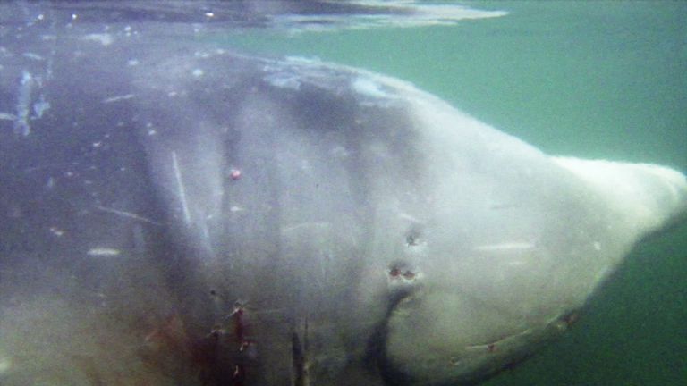 This Cuvier&#39;s beaked whale had to be euthanized after eating 30 plastic bags.